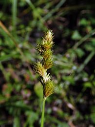 Carex tribuloides
